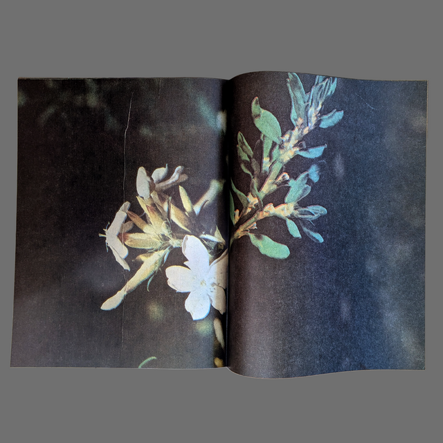 dead pages no. 1 herbs